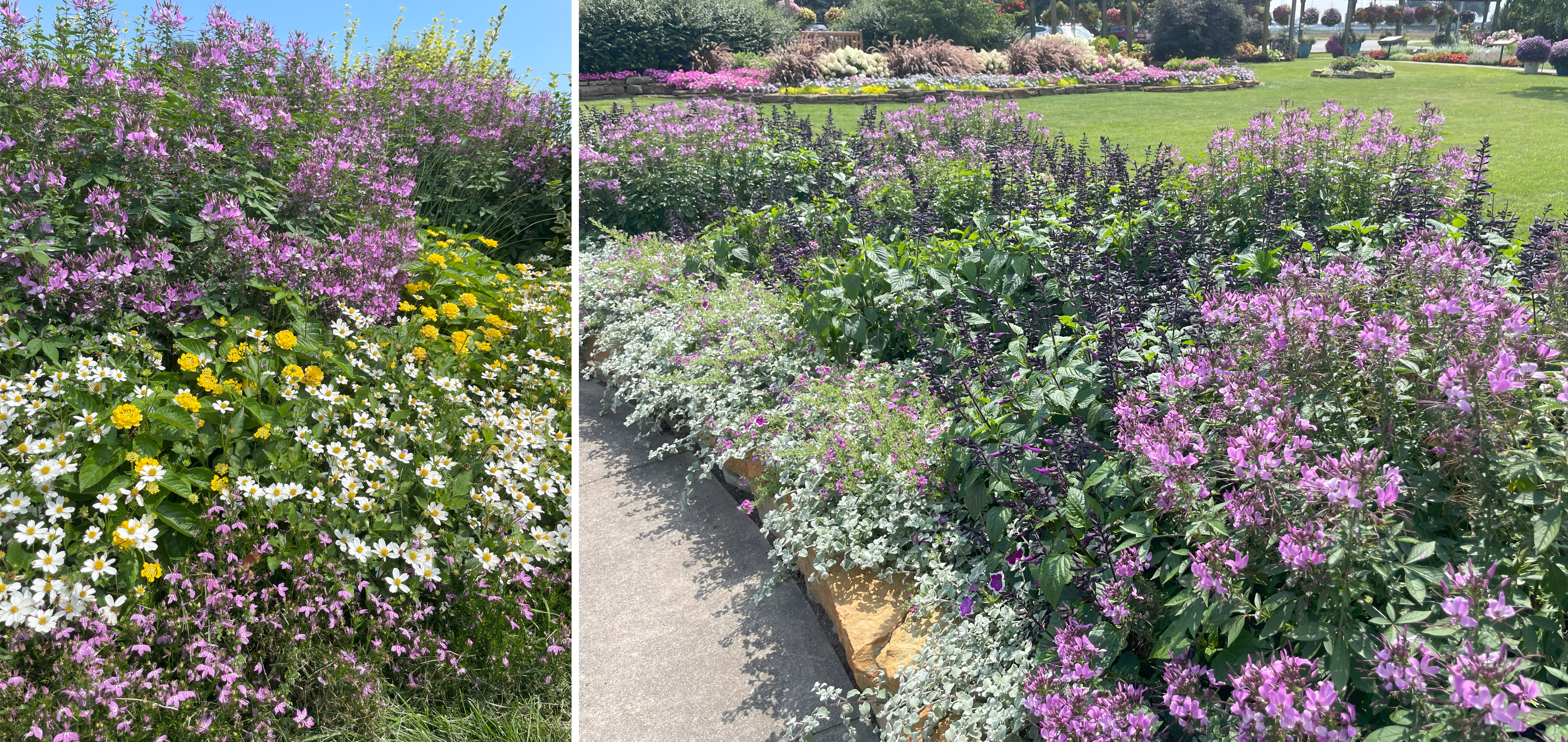 Two beds of mixed flowers. Left: Yellow lantana and white daisies bloom at the base of tall purple cleome flowers. Right: A curved flower border featuring purple cleome, lavender salvia, dusty miller foliage, and low pink annuals, with sweeping flower beds in the background.